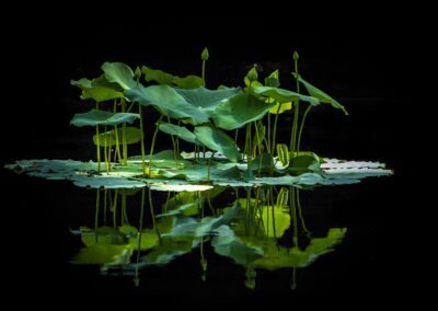 lilia wodna na powierzchni oczka wodnego