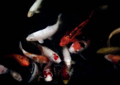 preparat do oczyszczania oczka wodnego zarybionego